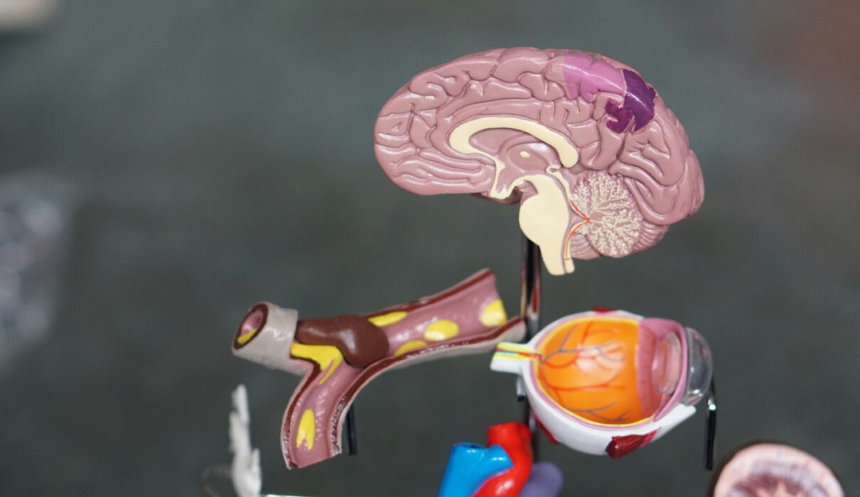 Autonomic Nervous System