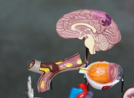 Autonomic Nervous System