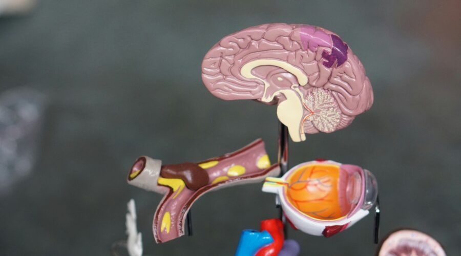 Autonomic Nervous System